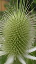 Dipsacus Laciniatus